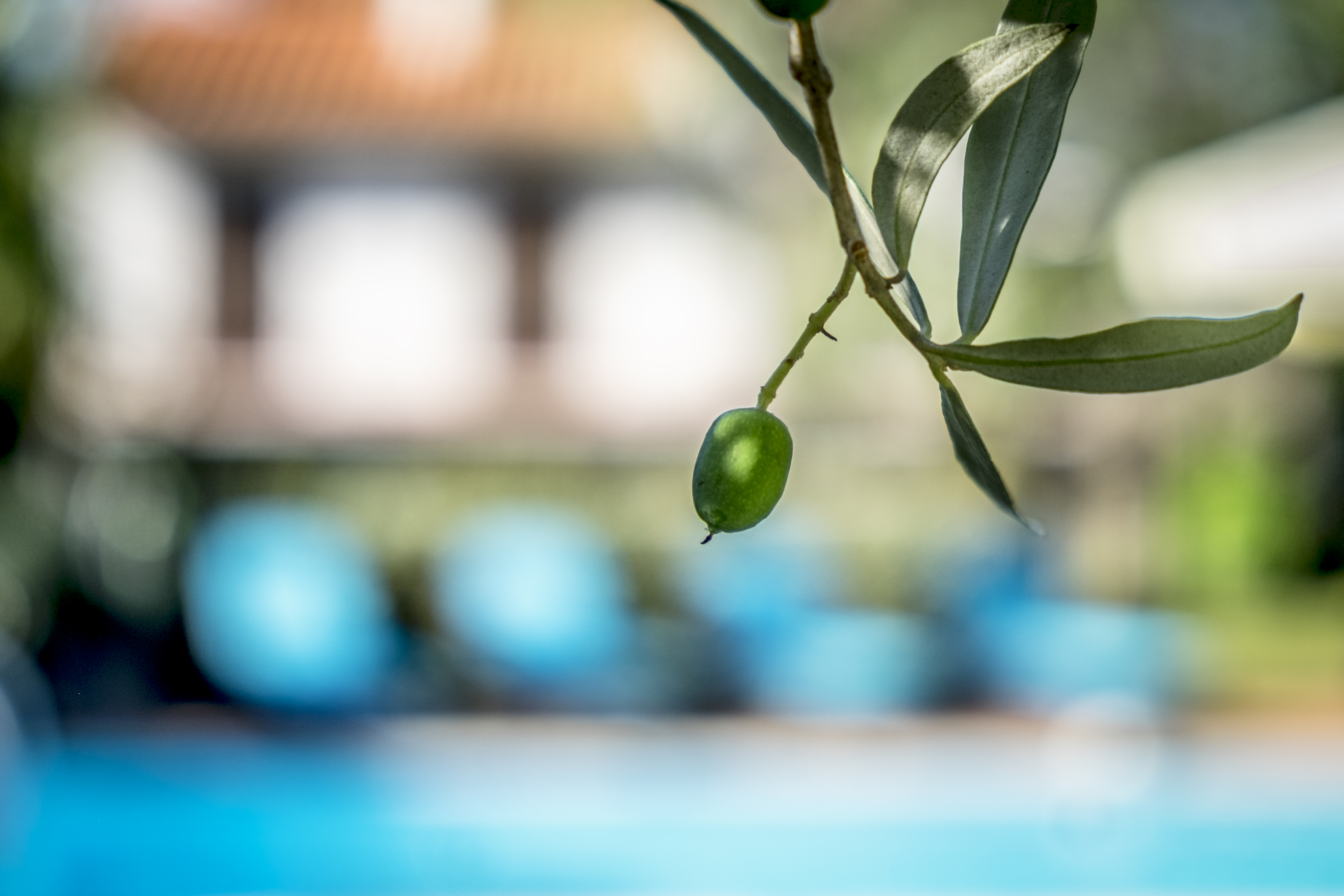 Olivenzweig vor dem Pool der Villa Alosa