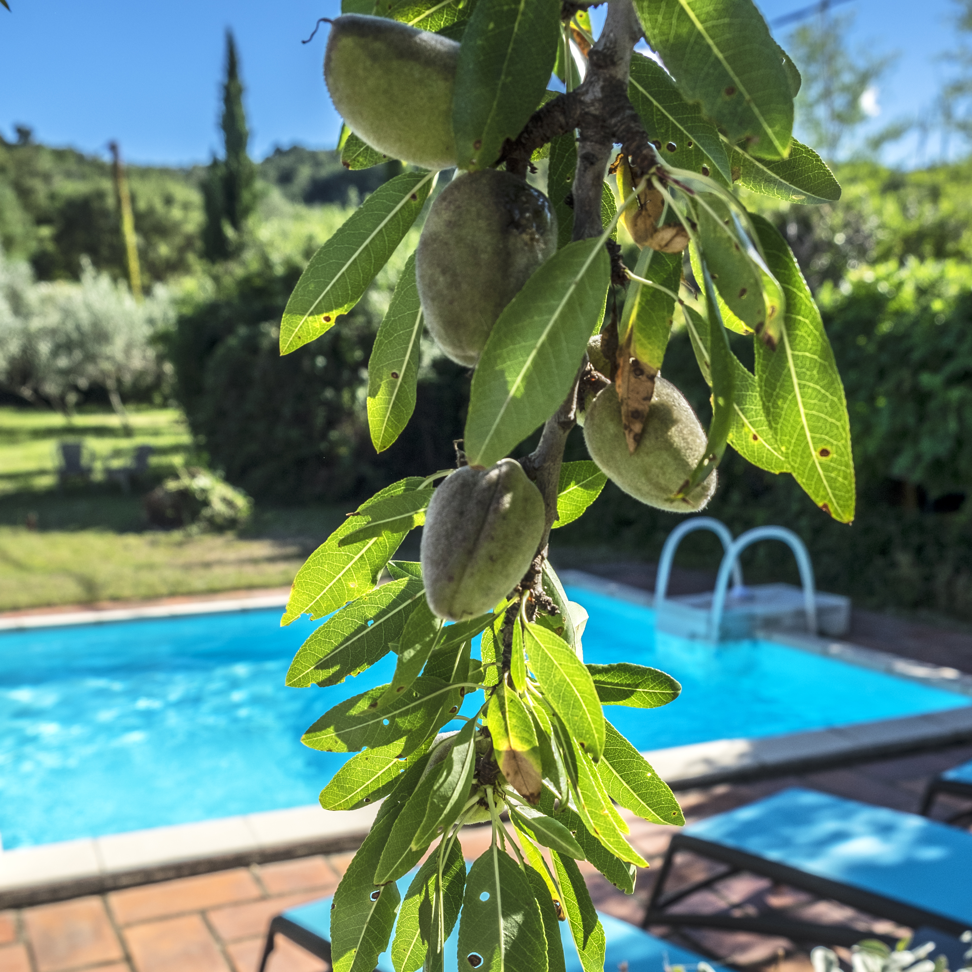 Mandelzweig über dem Pool der Villa Alosa
